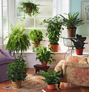A group of houseplants in a room, green products for your house