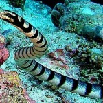 beaked sea snake poisonous