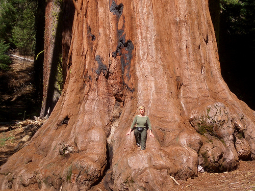 Sequoia Tree