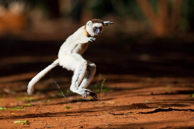 lemur dance