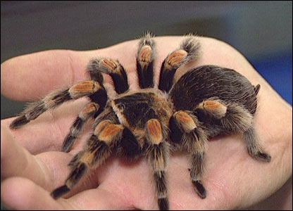 pet-tarantula