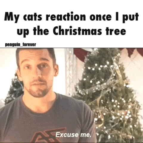 around christmas men act like cats