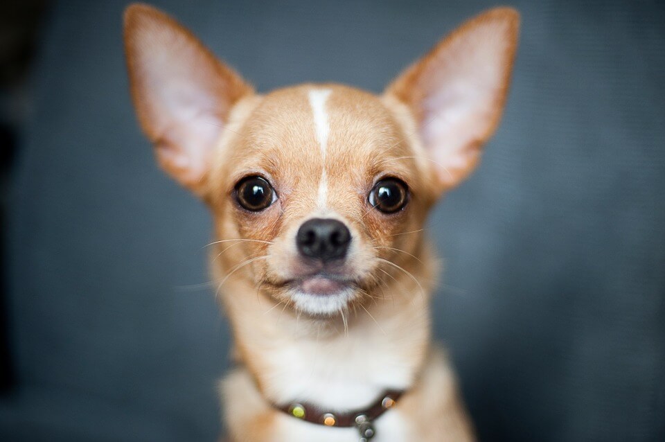 Brown Chihuahua portrait